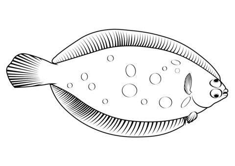 Lemon Sole (Microstomus Kitt) Coloring Page